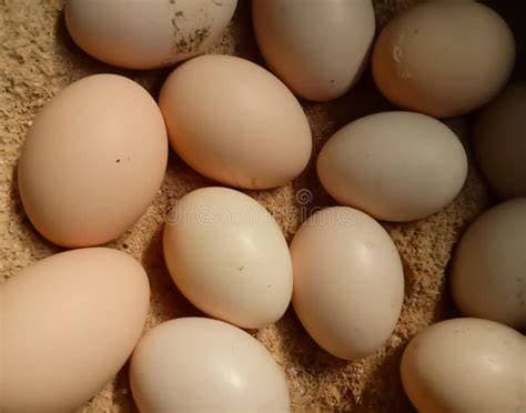 LOFAM FREE RANGE EGGS
