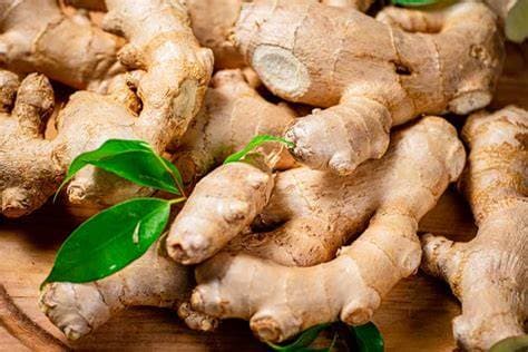 GINGER