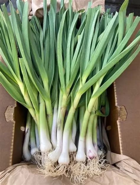 GARLIC GREEN
