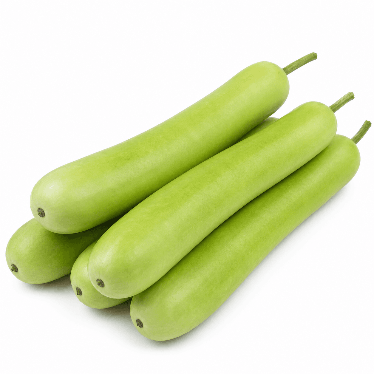 BOTTLE GOURD LONG