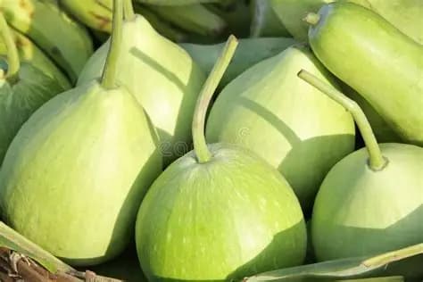 BOTTLE GOURD ROUND LOFAM