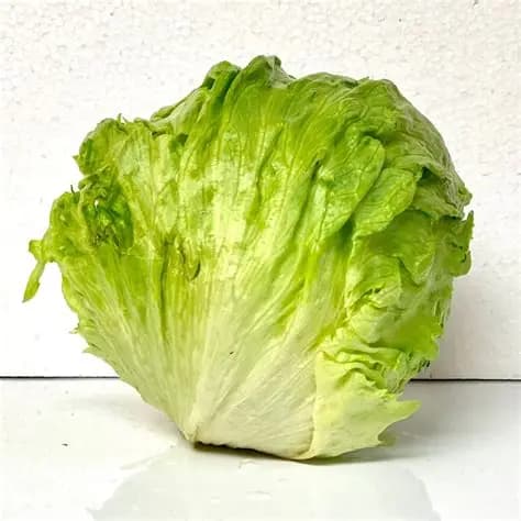 ICEBERG LOFAM