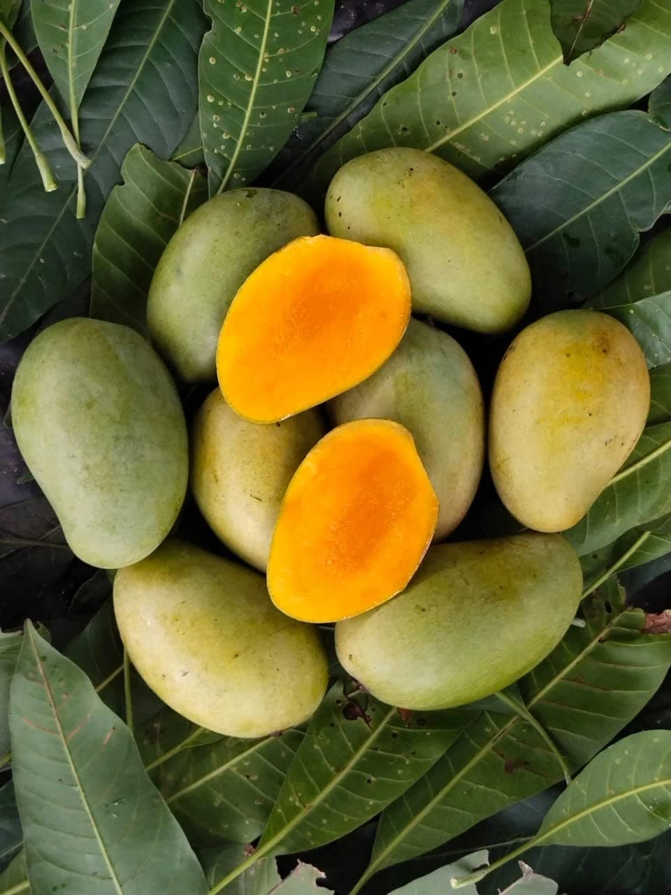 AAMRAPALI MANGO