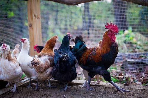 LIVE FREE RANGE CHICKEN LOFAM