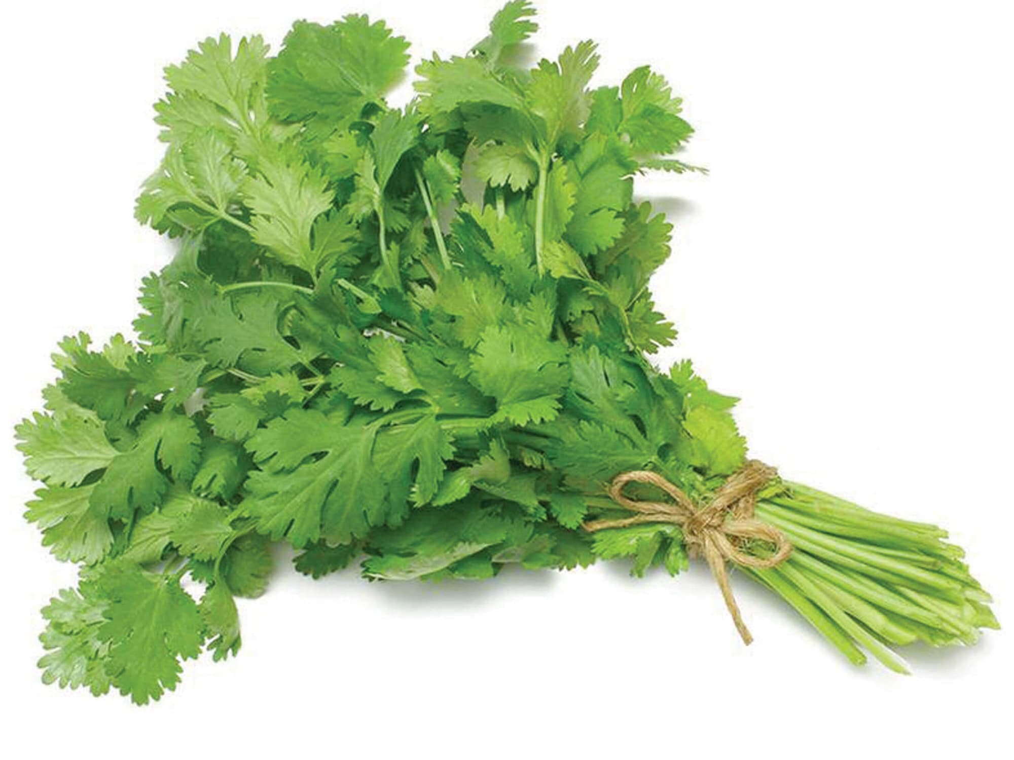 CORIANDER LOFAM