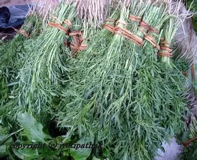 CHAMSUR SAAG