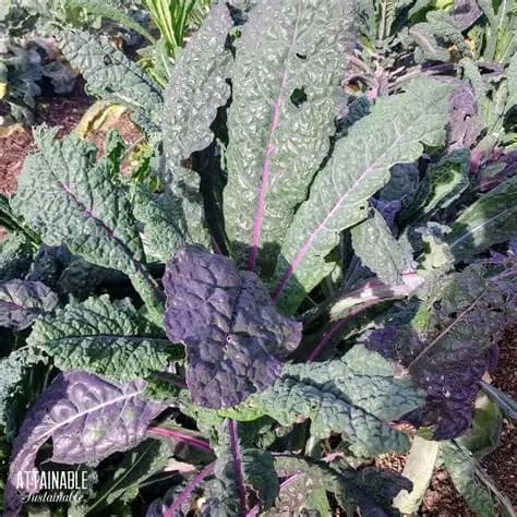 KALE LOFAM