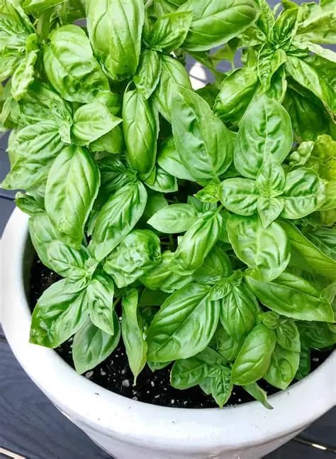 BASIL LOFAM